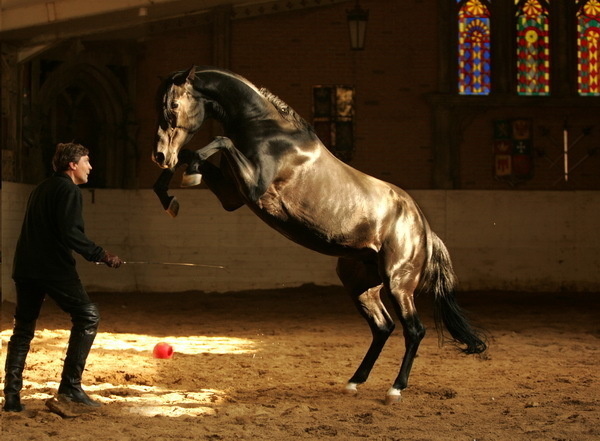 Красивые фото лошадей - мастер Лидия Невзорова - №6