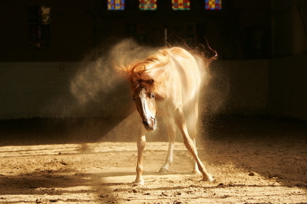 Красивые фото лошадей - мастер Лидия Невзорова - №8