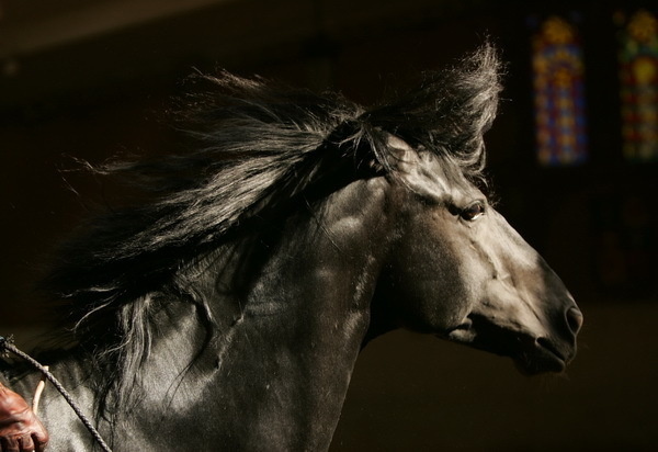 Красивые фото лошадей - мастер Лидия Невзорова - №9