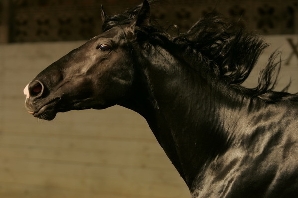 красивые фото лошадей