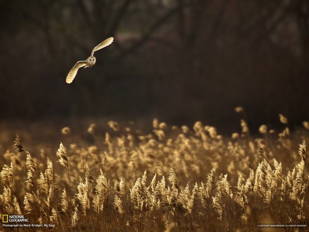 Mark Bridger