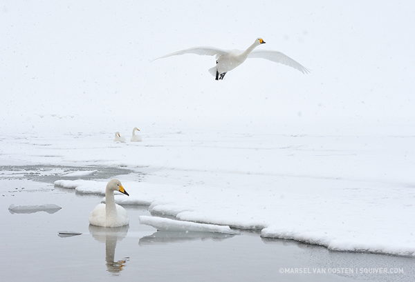 Интервью с Marsel Van Oosten - №3