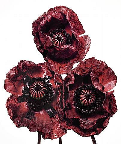 Irving Penn. Still life - №11