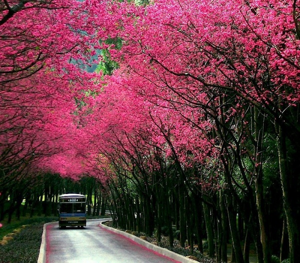 Фото сакуры цветущей в Японии увидите вы - №1