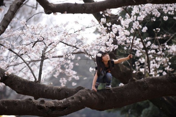 Фото сакуры цветущей в Японии увидите вы - №2