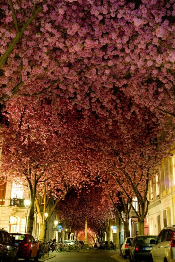 Фото сакуры цветущей в Японии увидите вы - №3