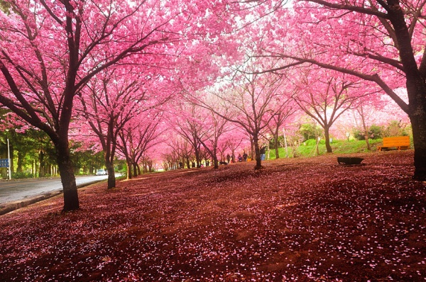Фото сакуры цветущей в Японии увидите вы - №5