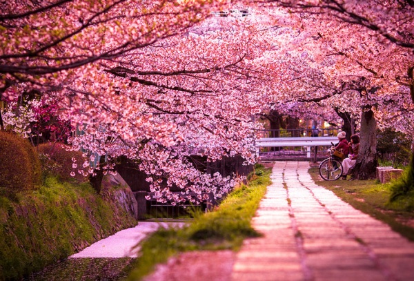 Фото сакуры цветущей в Японии увидите вы - №7