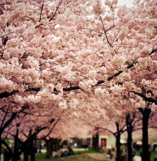 Фото сакуры цветущей в Японии увидите вы - №16