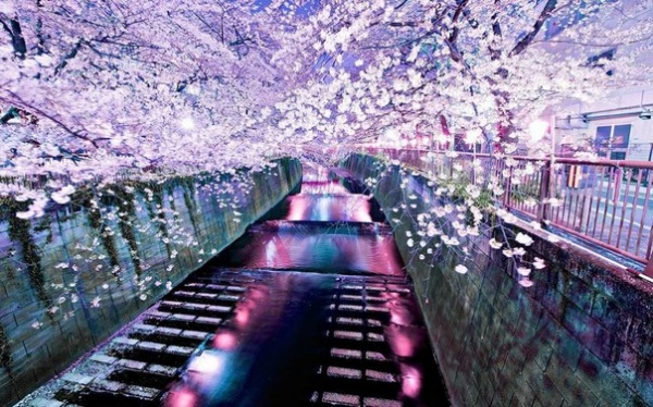 Фото сакуры цветущей в Японии увидите вы - №17