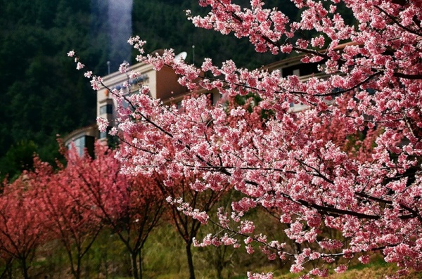 Фото сакуры цветущей в Японии увидите вы - №18