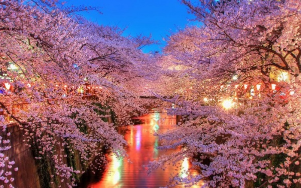 Фото сакуры цветущей в Японии увидите вы - №19