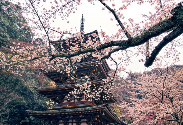Фото сакуры цветущей в Японии увидите вы - №21