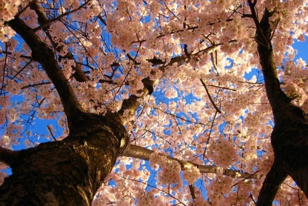 Фото сакуры цветущей в Японии увидите вы - №22