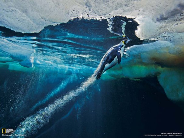 Paul Nicklen