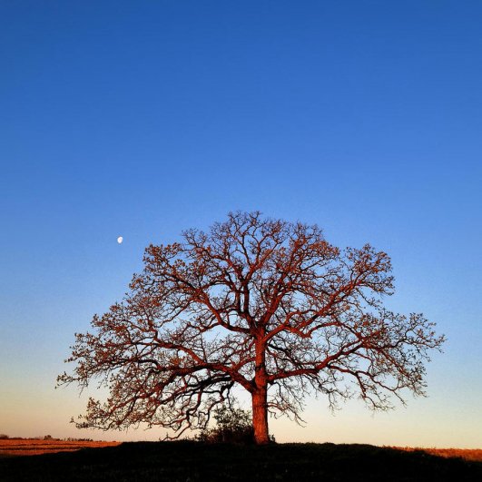 Самая длинная фотосессия одного дерева, снятая на iPhone - целый год! - №13