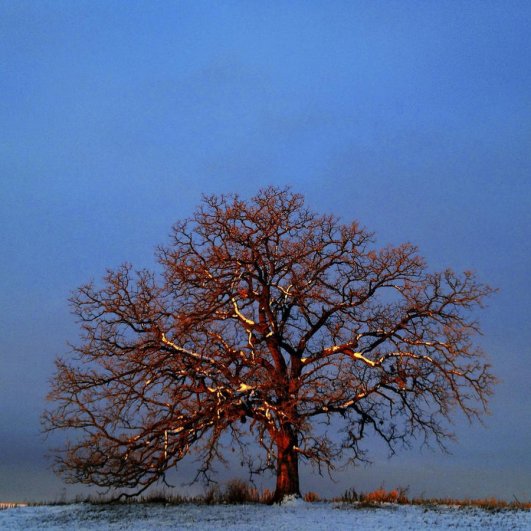 Самая длинная фотосессия одного дерева, снятая на iPhone - целый год! - №22