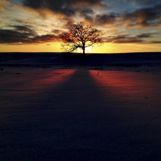 Самая длинная фотосессия одного дерева, снятая на iPhone - целый год! - №32