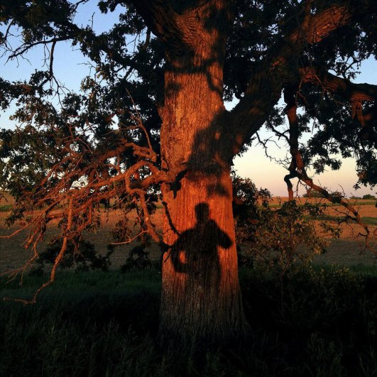 Самая длинная фотосессия одного дерева, снятая на iPhone - целый год! - №38