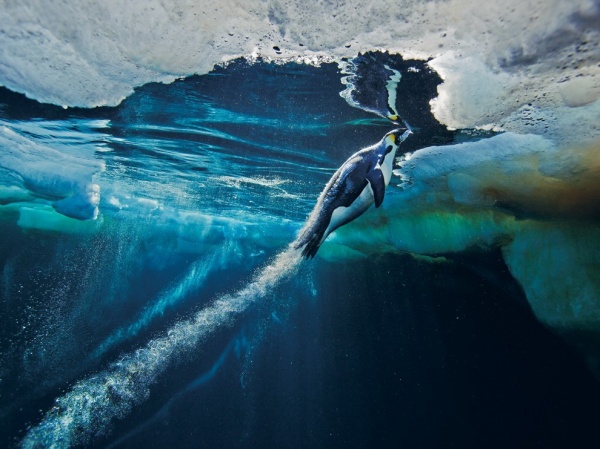 National Geographic: лучшие фото издательства за последние годы - №1