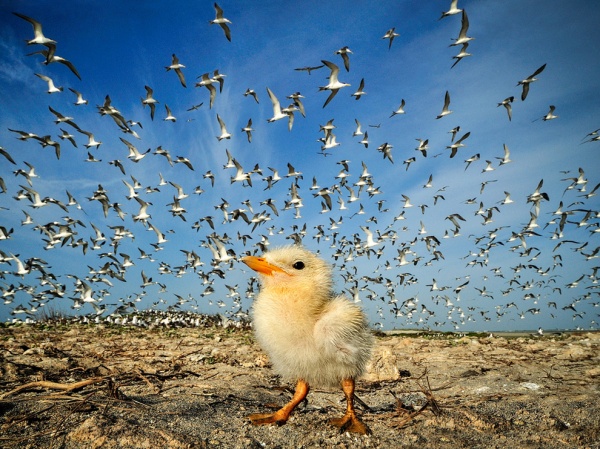 National Geographic: лучшие фото издательства за последние годы - №18