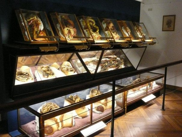 ТОП фото - самые популярные и шокирующие анатомические музеи - №3