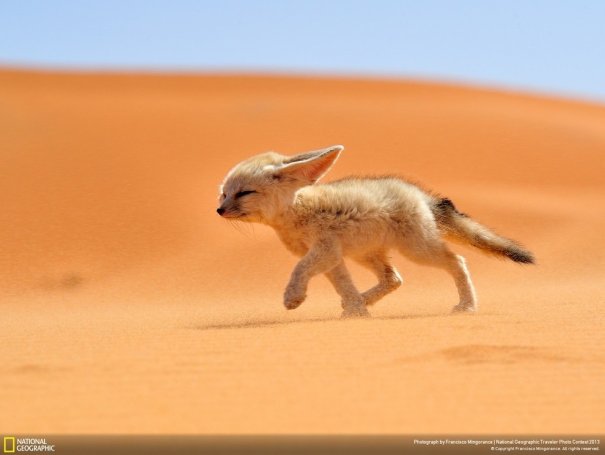 Отобраны лучшие фото животных с фотоконкурса «National Geographic Traveler» - №1