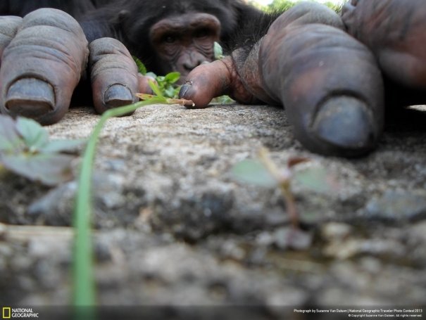 Отобраны лучшие фото животных с фотоконкурса «National Geographic Traveler» - №3