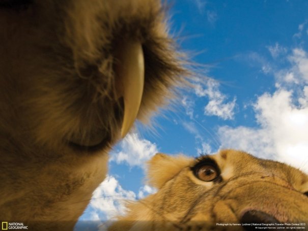 Отобраны лучшие фото животных с фотоконкурса «National Geographic Traveler» - №6