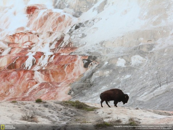 Отобраны лучшие фото животных с фотоконкурса «National Geographic Traveler» - №7