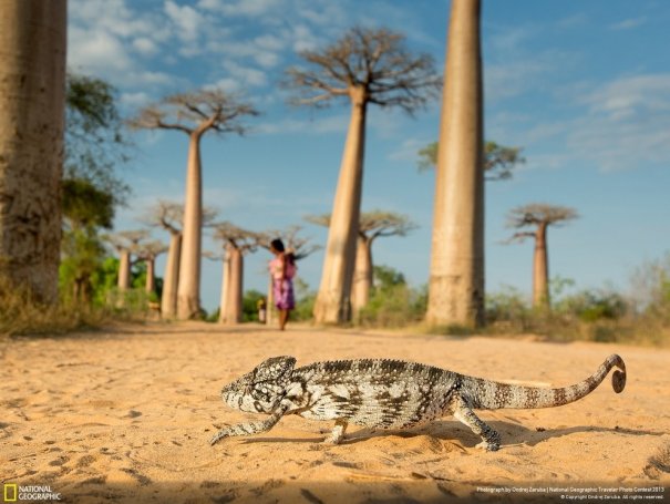 Отобраны лучшие фото животных с фотоконкурса «National Geographic Traveler» - №12