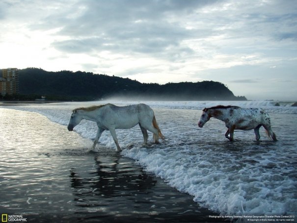 Отобраны лучшие фото животных с фотоконкурса «National Geographic Traveler» - №19