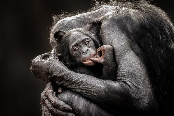 Отобраны лучшие фото животных с фотоконкурса «National Geographic Traveler» - №22