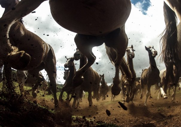 Отобраны лучшие фото животных с фотоконкурса «National Geographic Traveler» - №23