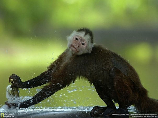 Отобраны лучшие фото животных с фотоконкурса «National Geographic Traveler» - №24