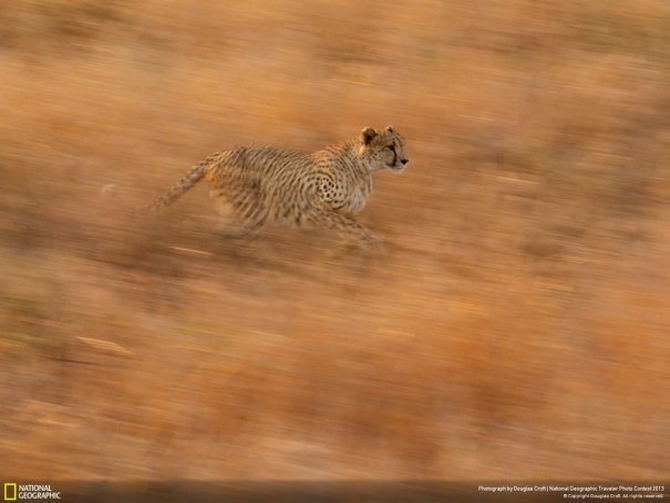 Отобраны лучшие фото животных с фотоконкурса «National Geographic Traveler» - №26