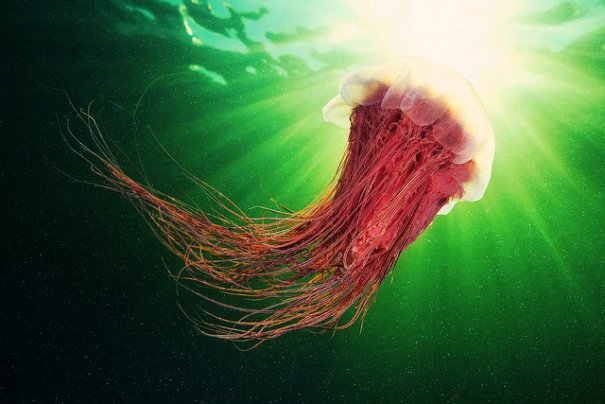 Необычные подводные фото - медузы на фоне неба - №5