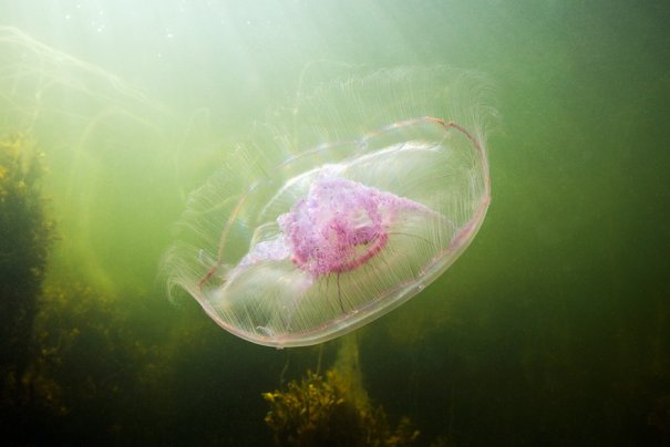 Примеры красивых подводных фото - №2