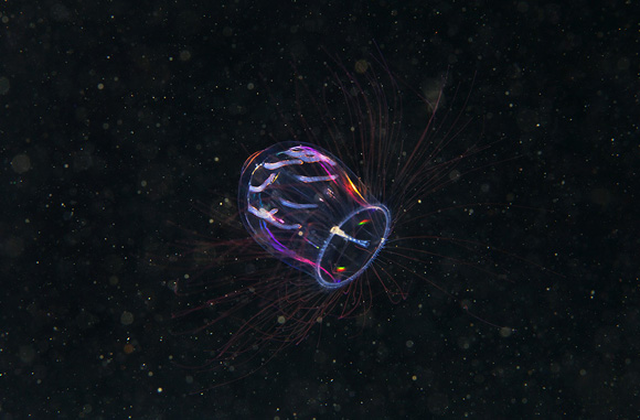 фото подводного мира