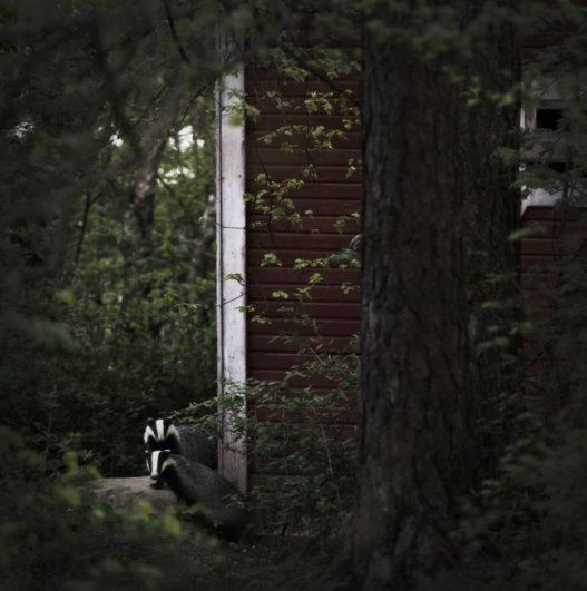 Интересные фото заброшенных лесных домиков - №3