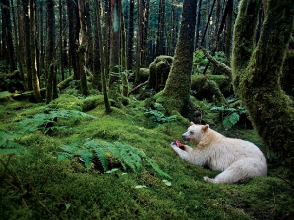 Новости в фотографиях - Лучшие фотографии National Geographic за август - №2