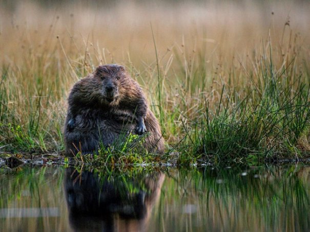 Новости в фотографиях - Лучшие фотографии National Geographic за август - №10