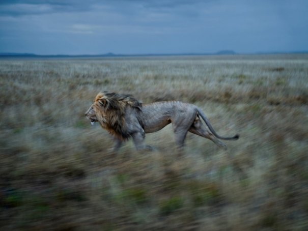 Новости в фотографиях - Лучшие фотографии National Geographic за август - №28