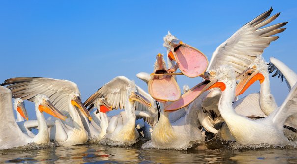 как стать профессиональным фотографом