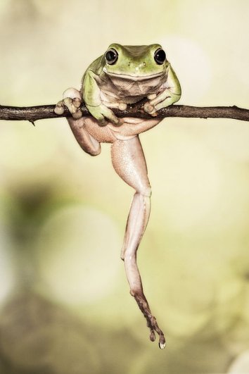 Lessy Sebastian – фото лягушек на зарядке