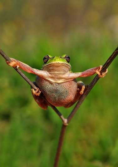 Mustafa Ozturk – фото красивых лягушек