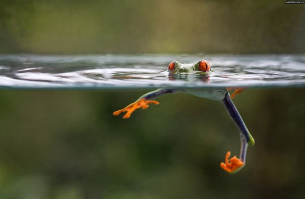 Nicolas Reusens – фото лягушек стеснительных