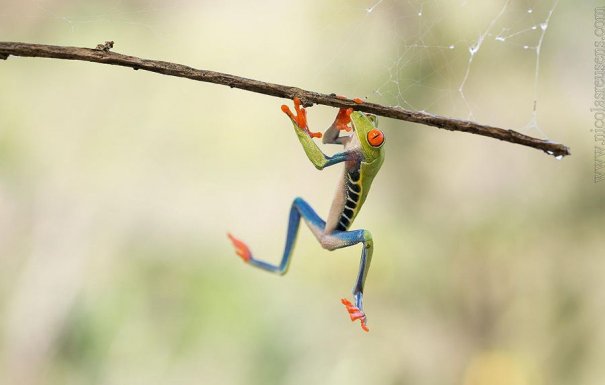 Nicolas Reusens – фото красивых лягушек