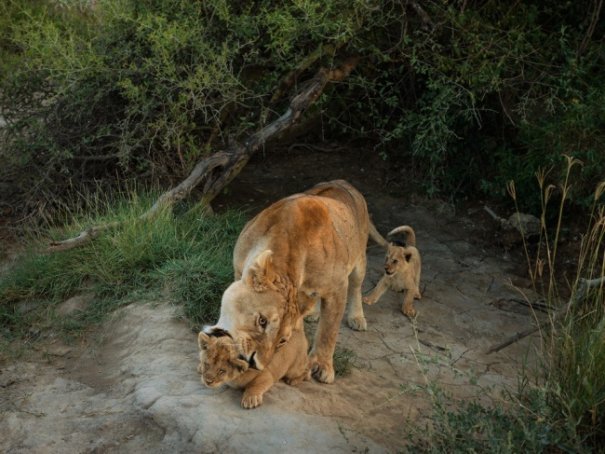 Новости в фотографиях - Лучшее от National Geographic за сентябрь - №10