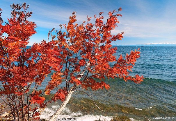 байкал-осень- красн листья